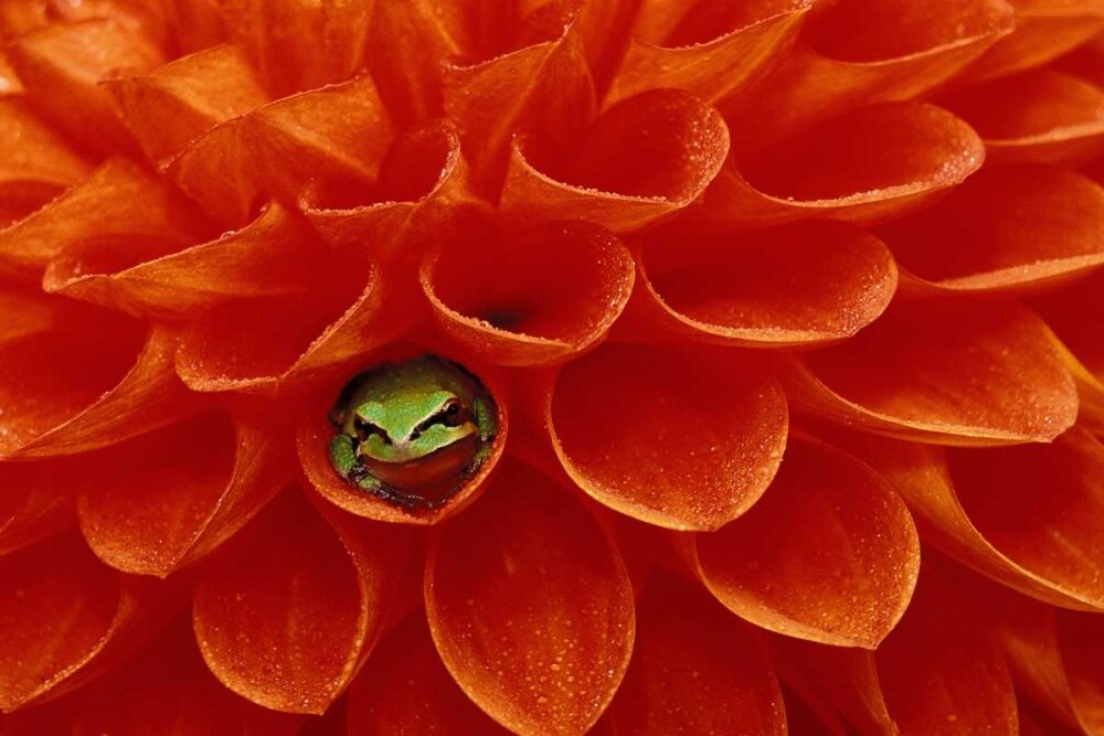 Pacific Chorus frog in dahlia by Dennis Kirkland - Item # VARPDXNA01BJA0078