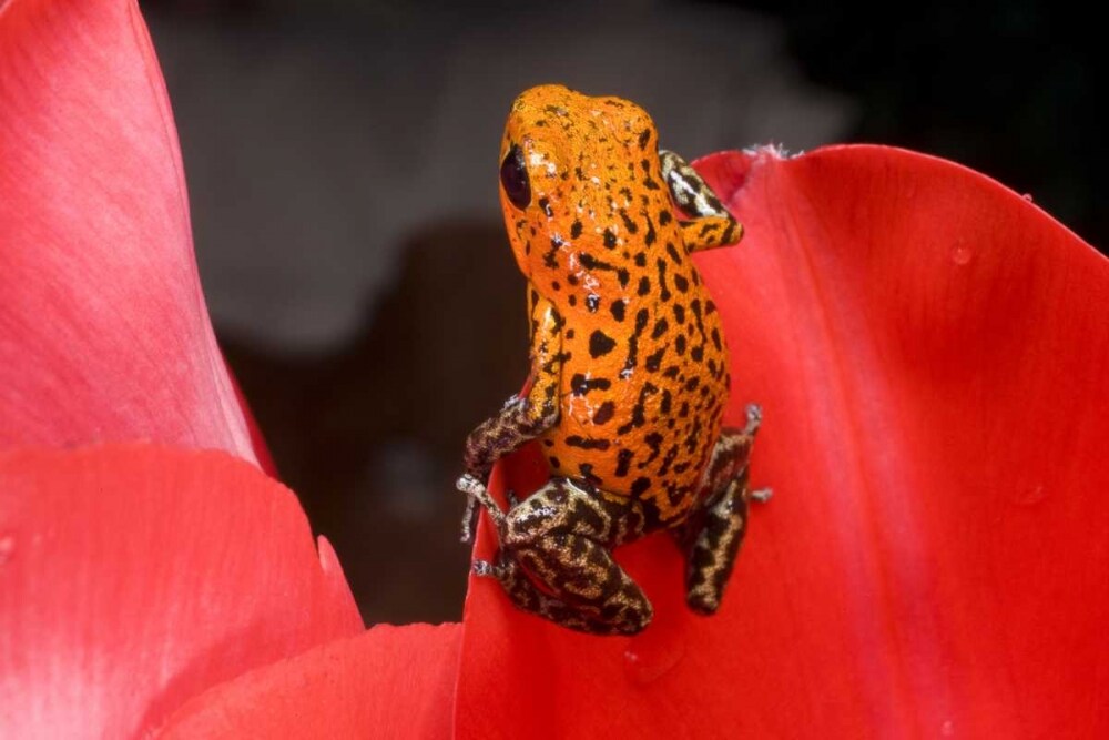 Panama A variety of poison dart frog on red leaf by Jim Zuckerman - Item # VARPDXSA15BJA0012
