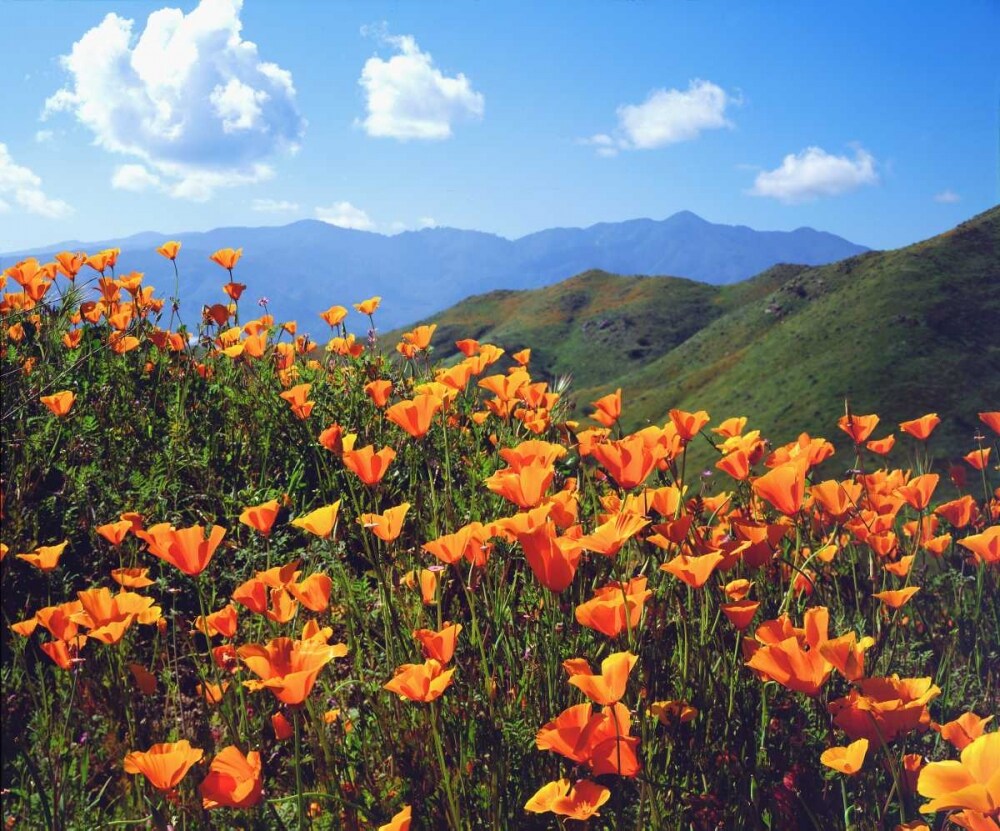 California, Lake Elsinore California poppies by Christopher Talbot Frank - Item # VARPDXUS05BJA0959