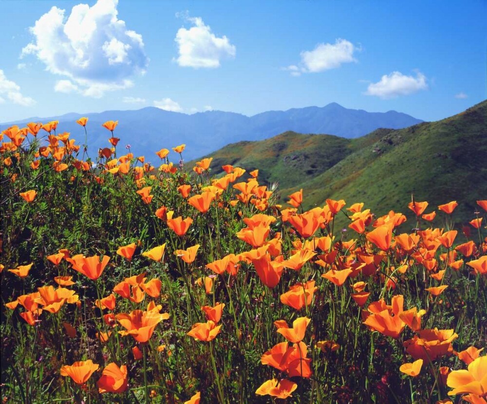 California, Lake Elsinore California poppies by Christopher Talbot