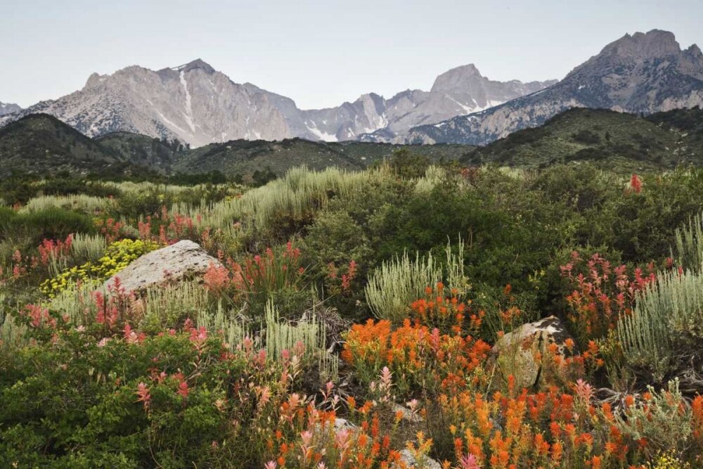 CA, flowers bloom in the Sierra Nevada mountains by Dennis Flaherty - Item # VARPDXUS05BJA0363