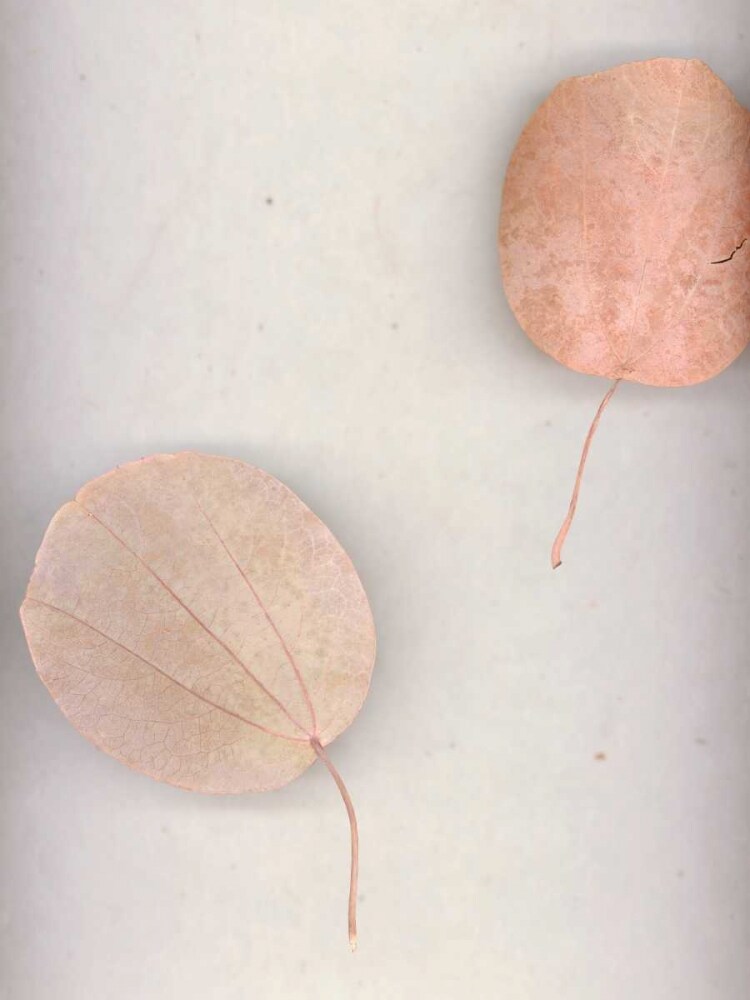 Assemblage 17 Poster Print by John Watson - Item # VARPDXJW102T