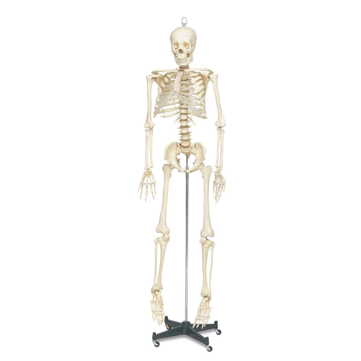 Life Sized Skeleton - x 66&#x22;