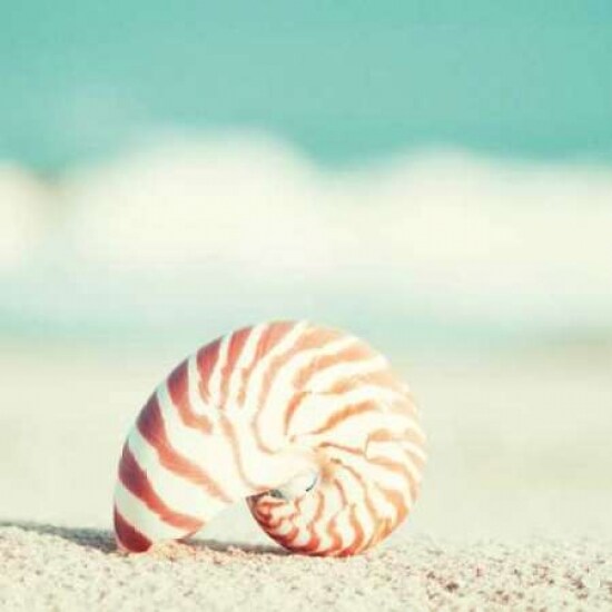 Nautilus Poster Print by Carolyn Cochrane - Item # VARPDXC832D