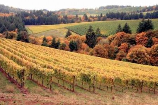 Fall in Wine Country I Poster Print by Maureen Love - Item # VARPDXPSLOV200
