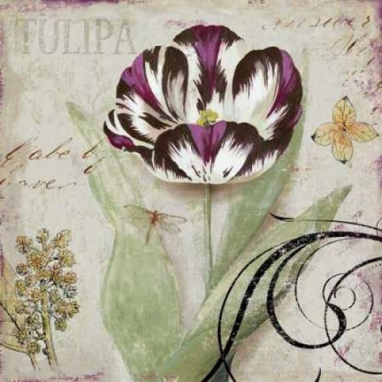 Tulipa II Poster Print by Aimee Wilson