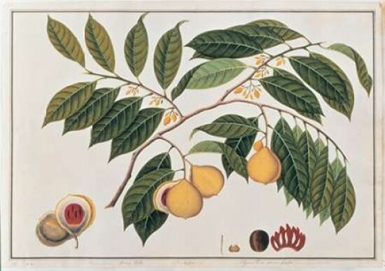 Nutmeg Poster Print by  19th C Anonymous - Item # VARPDXBM15