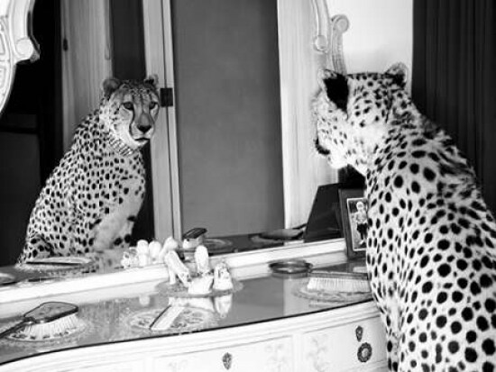 Cheetah looking in mirror Poster Print by Emma Rian - Item # VARPDX3AP2748