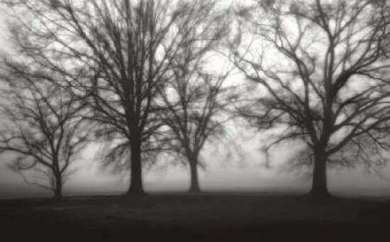 Fog Tree Study IV Poster Print by Jamie Cook - Item # VARPDXCJP607