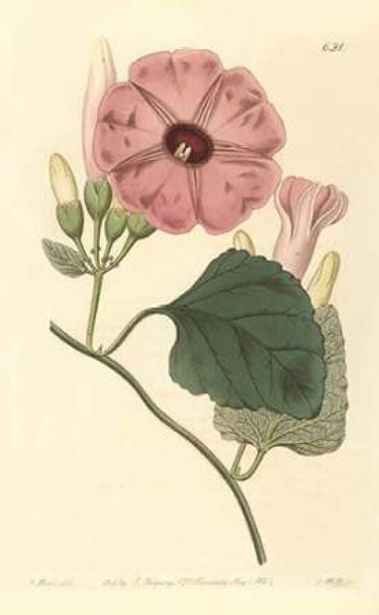 Ipomea Jalapa Poster Print by PI Collection