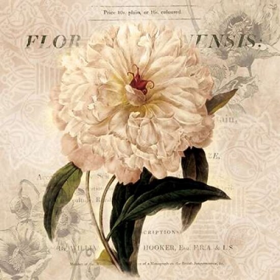 White Peony I Poster Print by Carol Robinson - Item # VARPDX14516