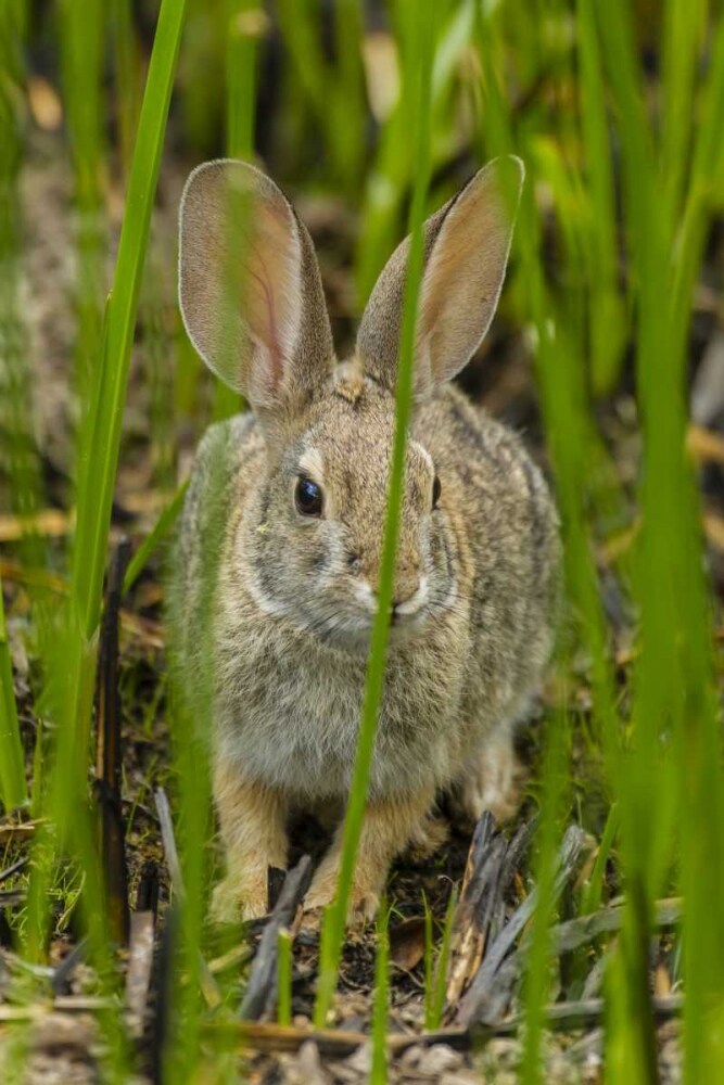AZ, Sonoran Desert Desert cottontail rabbit by Cathy - Gordon Illg - Item # VARPDXUS03BJY0237