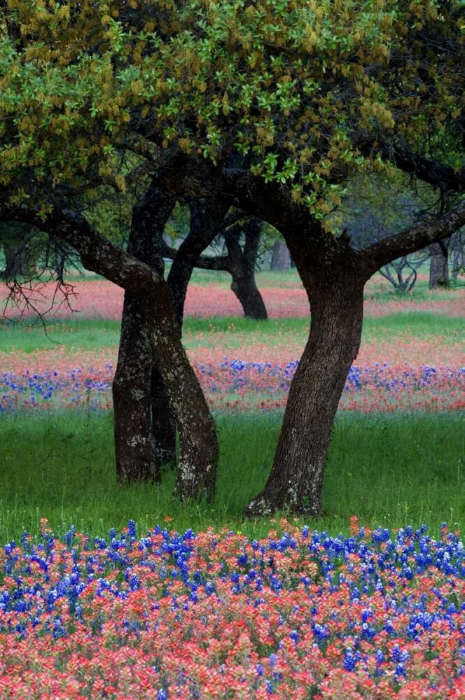 TX, Hill Country, Texas flowers and Dancing Trees by Nancy Rotenberg - Item # VARPDXUS44BJA0001