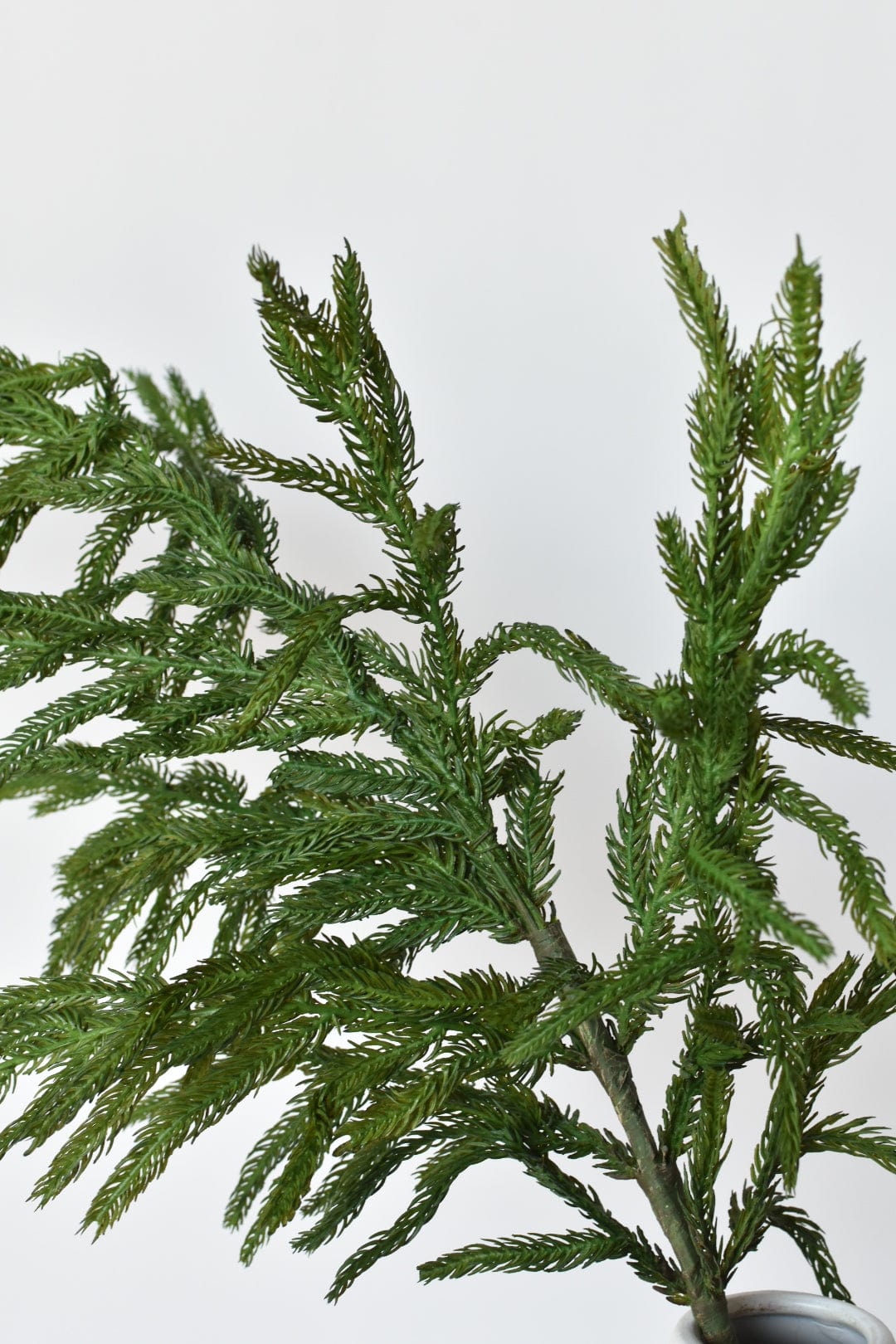 37 Realistic Dried Norfolk Pine Branch Stem/Spray