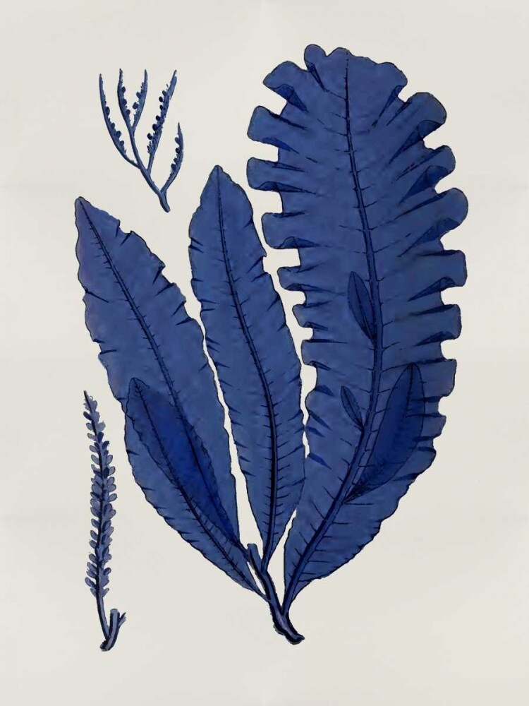 Sea Life - Indigo IV Poster Print by Melonie Miller # MEL112648DG