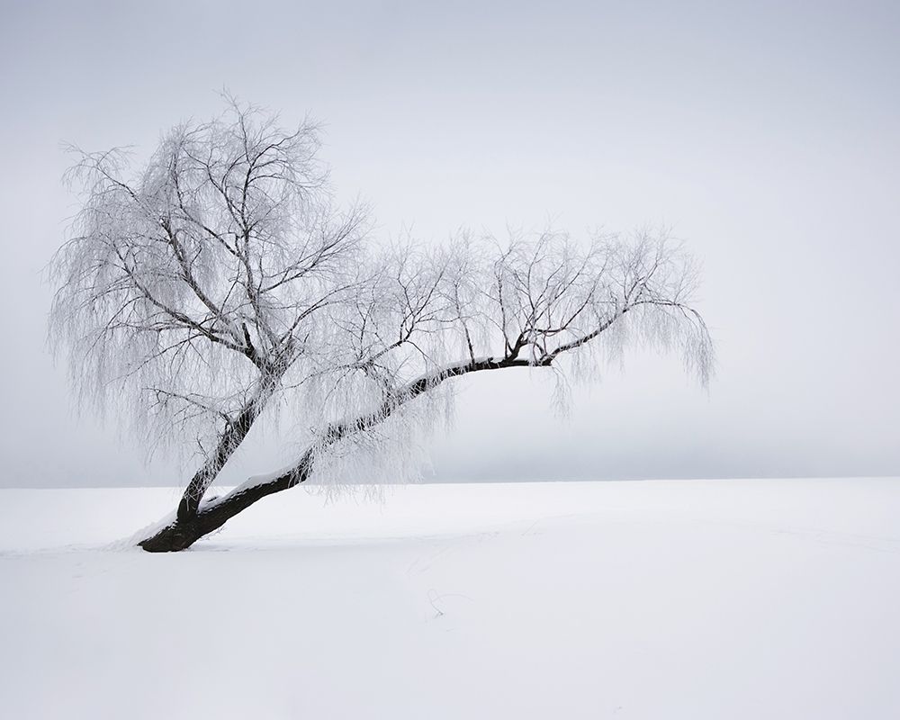 Solitude Poster Print by Anonymous Anonymous - Item # VARPDXFAF809
