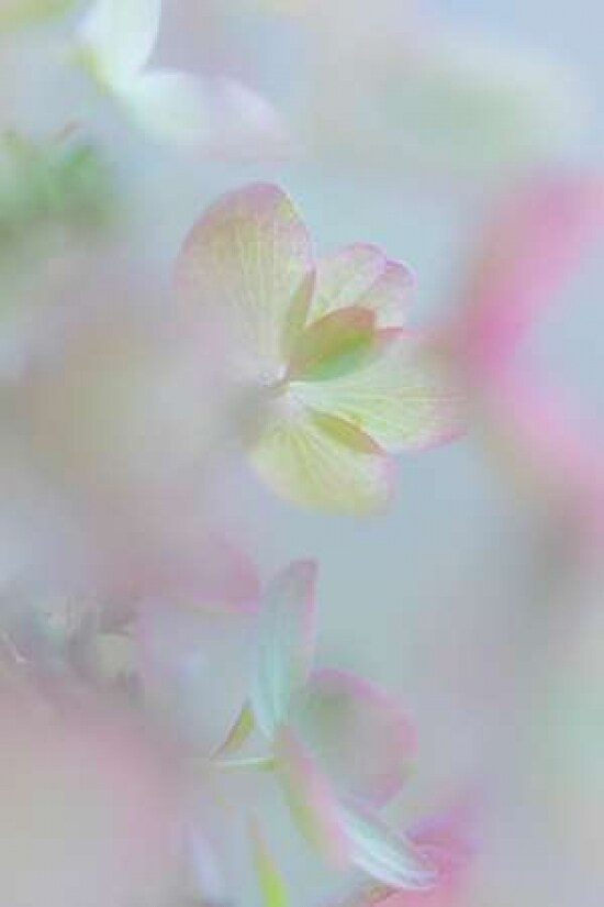 Hydrangea I Poster Print by Kathy Mahan - Item # VARPDXPSMHN615