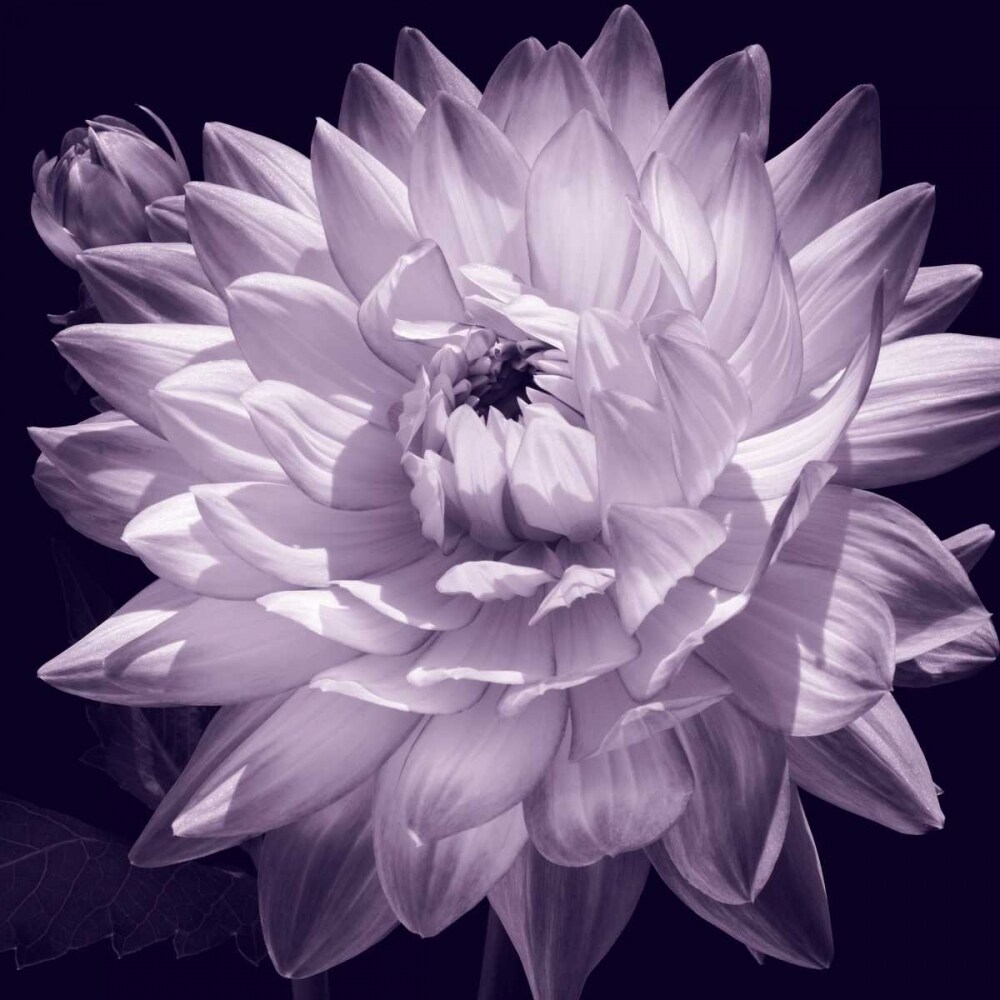 White Dahlia II Poster Print by Caroline Kelly # CKL5019