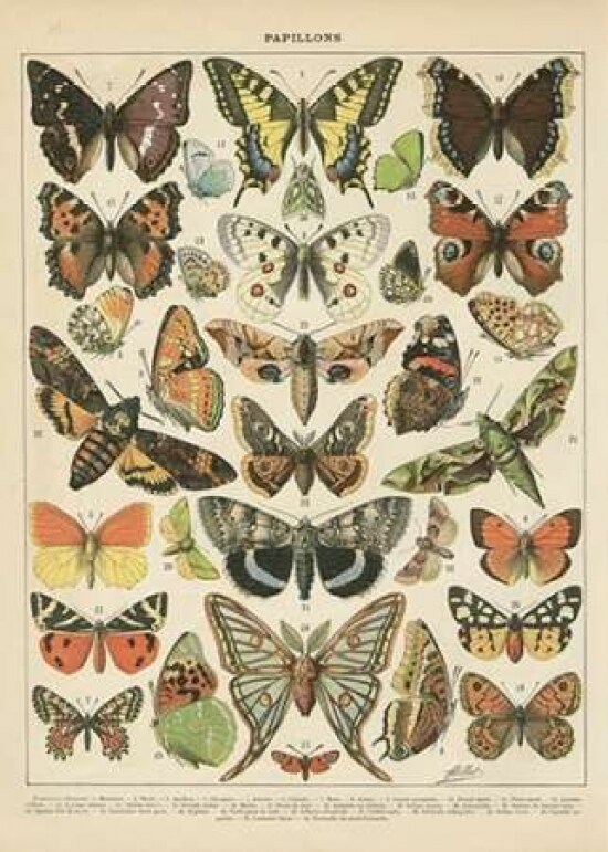 Papillons I Poster Print by Gwendolyn Babbitt - Item # VARPDXBAB058