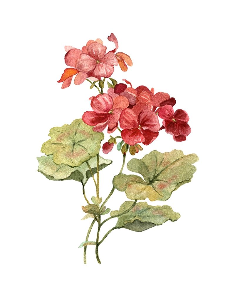 Scarlet Geranium Poster Print by Carol Robinson - Item # VARPDX40945
