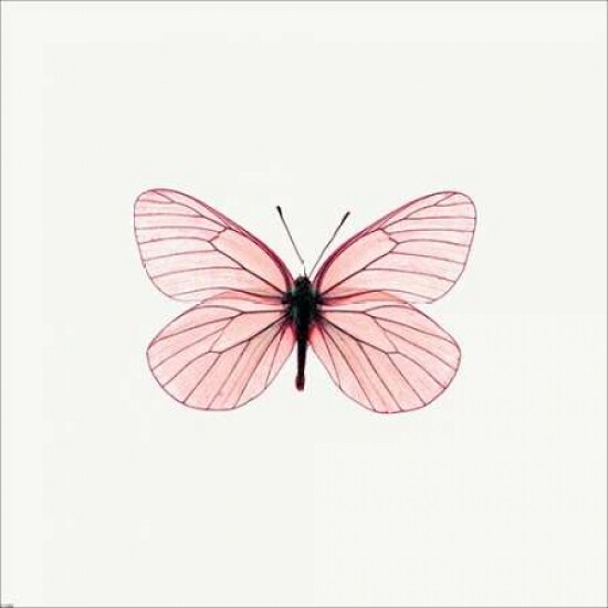 Pink Butterfly Poster Print by PhotoINC Studio - Item # VARPDXIN31289