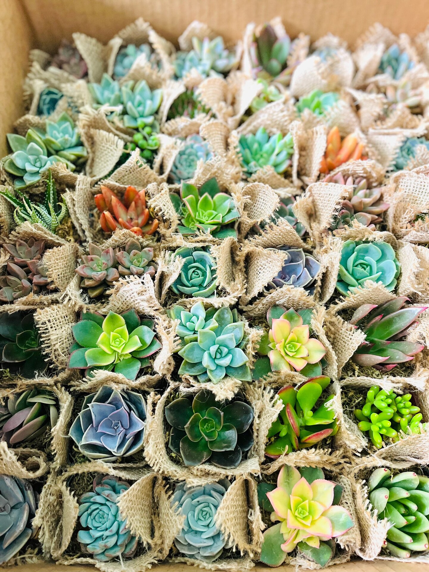 Let Love Grow Wedding, Bridal Shower Engagement Party Live Succulent  Favors for Guests MakerPlace by Michaels