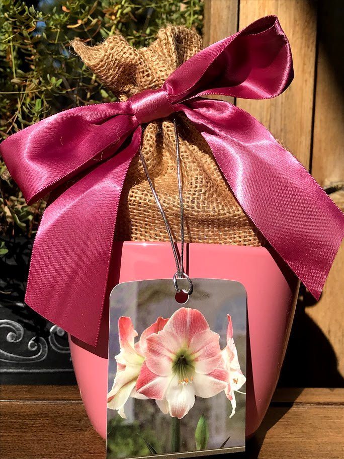 Amaryllis Grow Kit - ROSE Planter / Pink and White Flower
