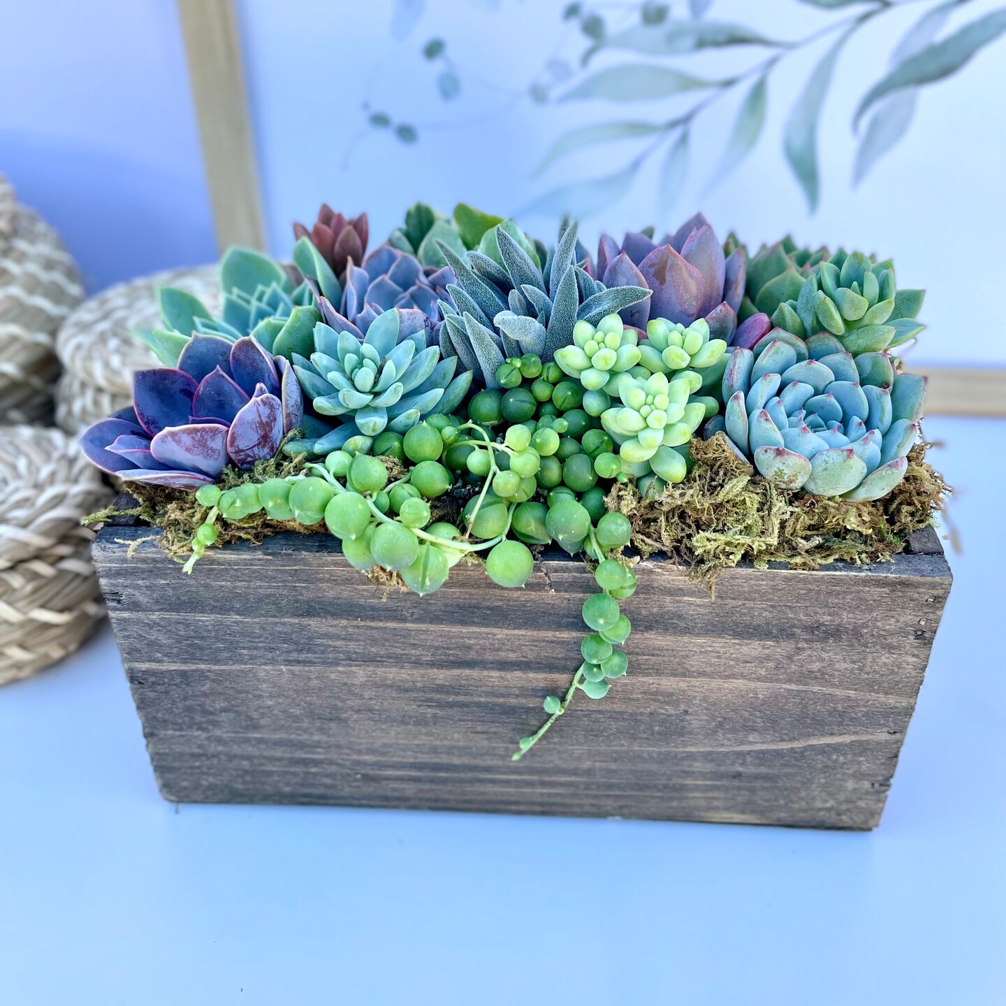 Live buy succulent arrangement in wooden box