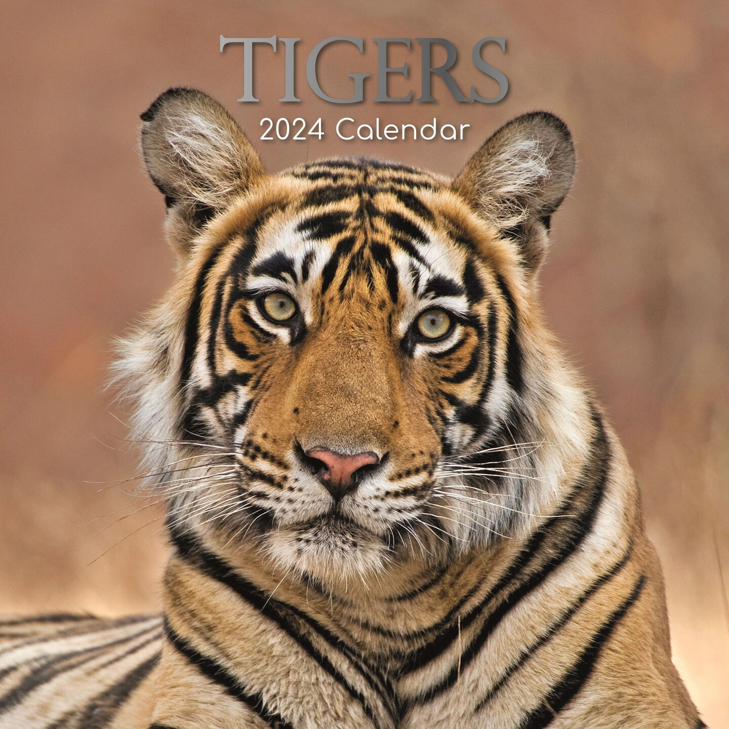 2024 Square Wall Calendar, Tigers, 16-Month Animals Theme with 180 Reminder Stickers (12 x 12 In)