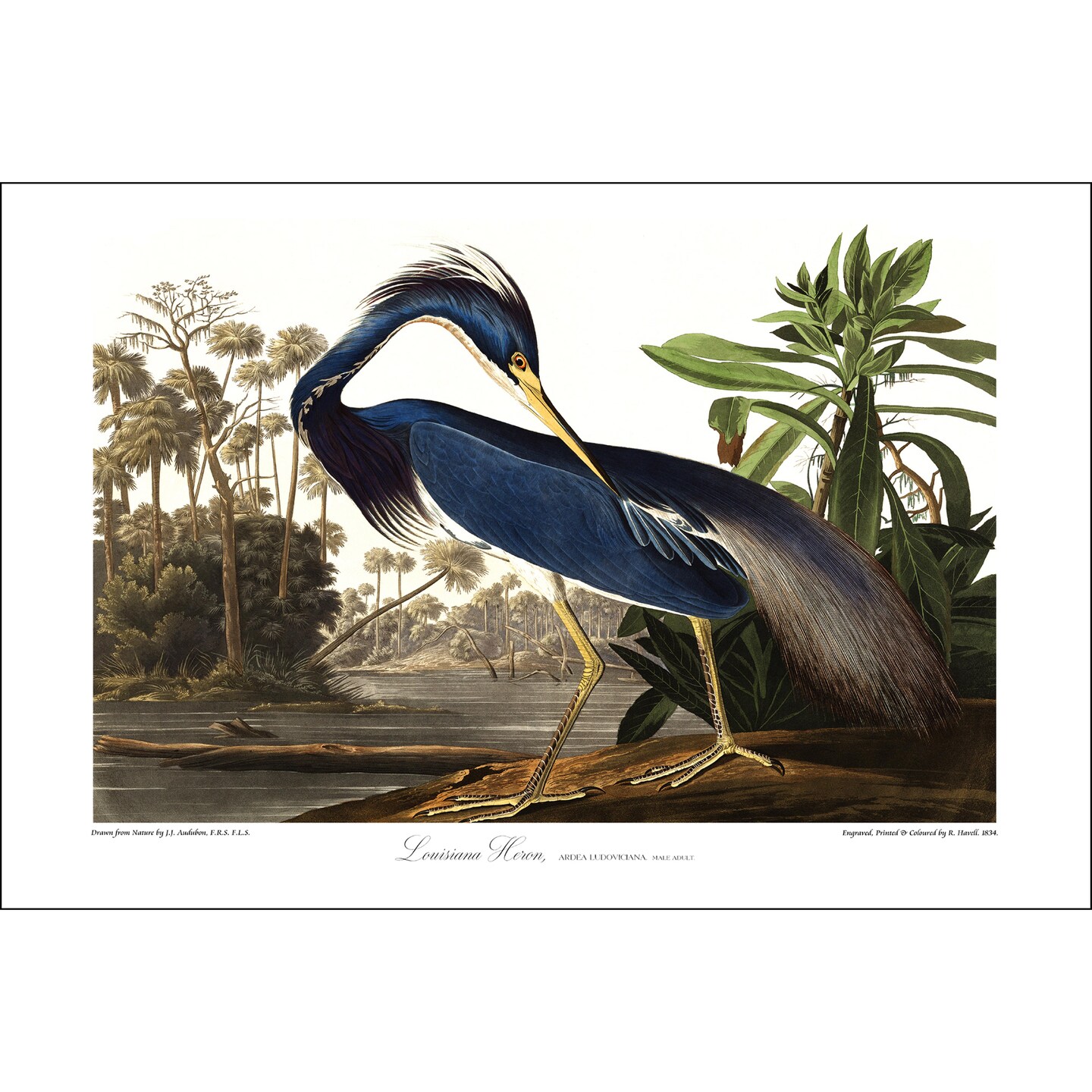 Beautifully Restored Vintage Audubon Bird Print - Unique Wall Decor for Nature  Lovers. Fine Art Print. 17x11, 24x16, 30x20 or 36x24