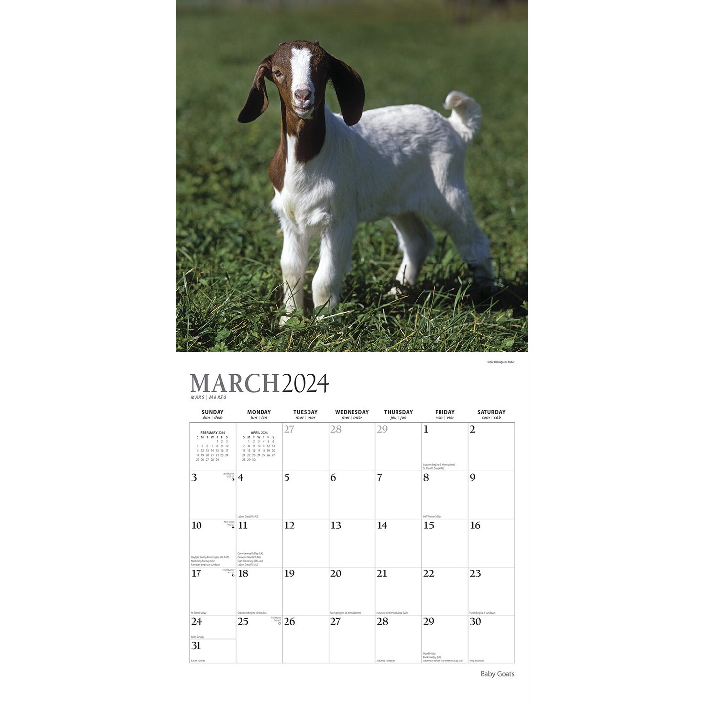 Baby Goats | 2024 12 x 24 Inch Monthly Square Wall Calendar | Sticker Sheet | StarGifts | Animals Domestic Herbivore