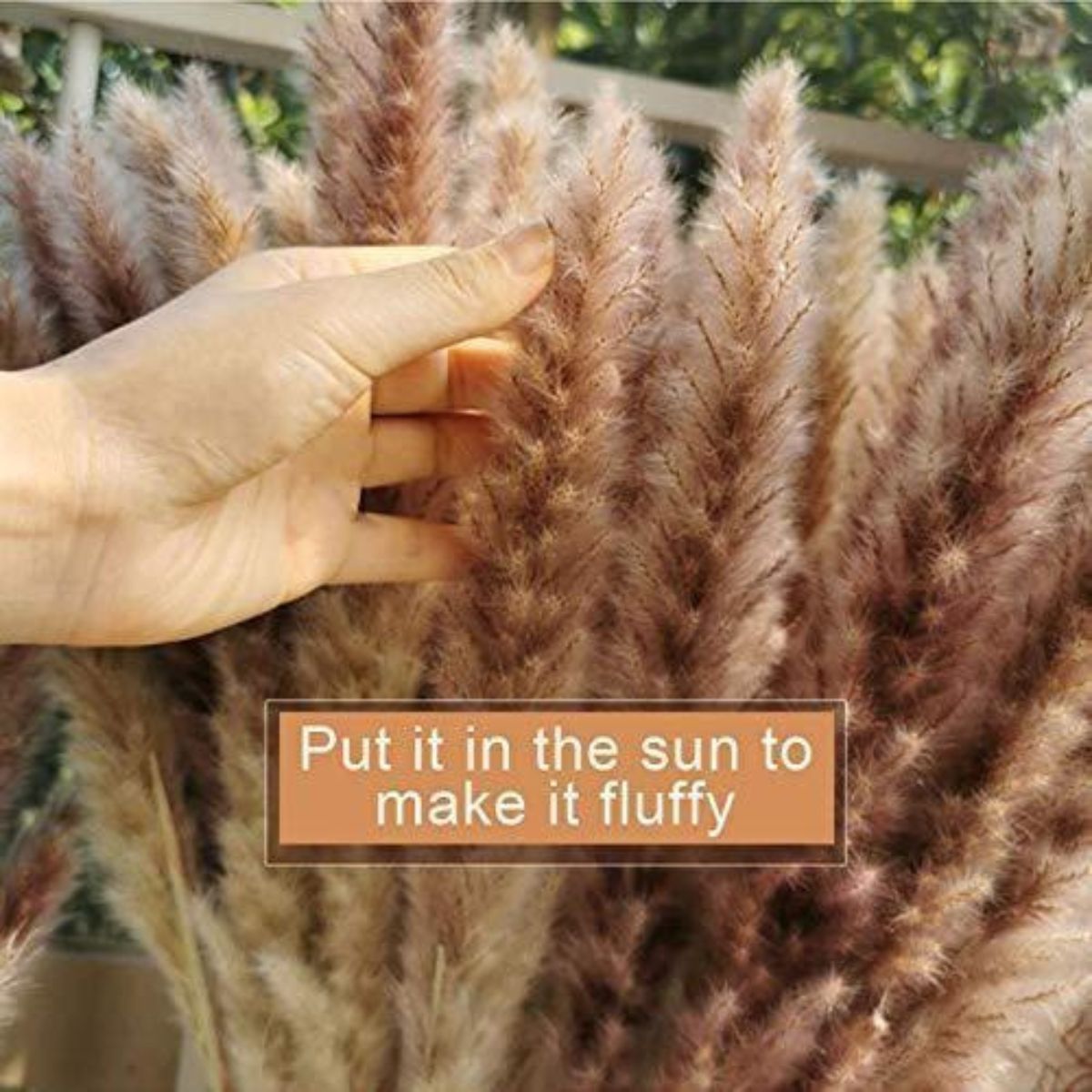 Natural Dried Plants Pampas Grass 30pcs