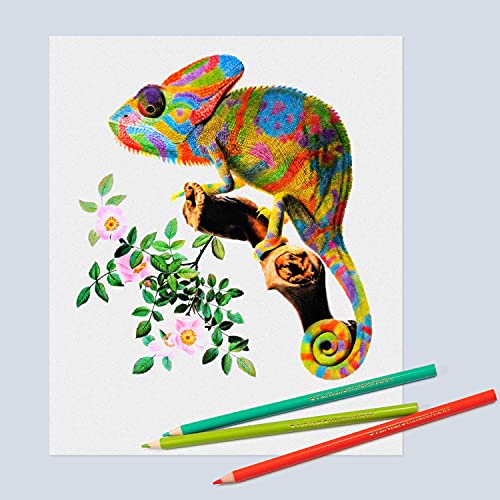 Colored Pencils Color Pencil Set for adult Coloring book Gifts for kids &#x26; Adults 50 count