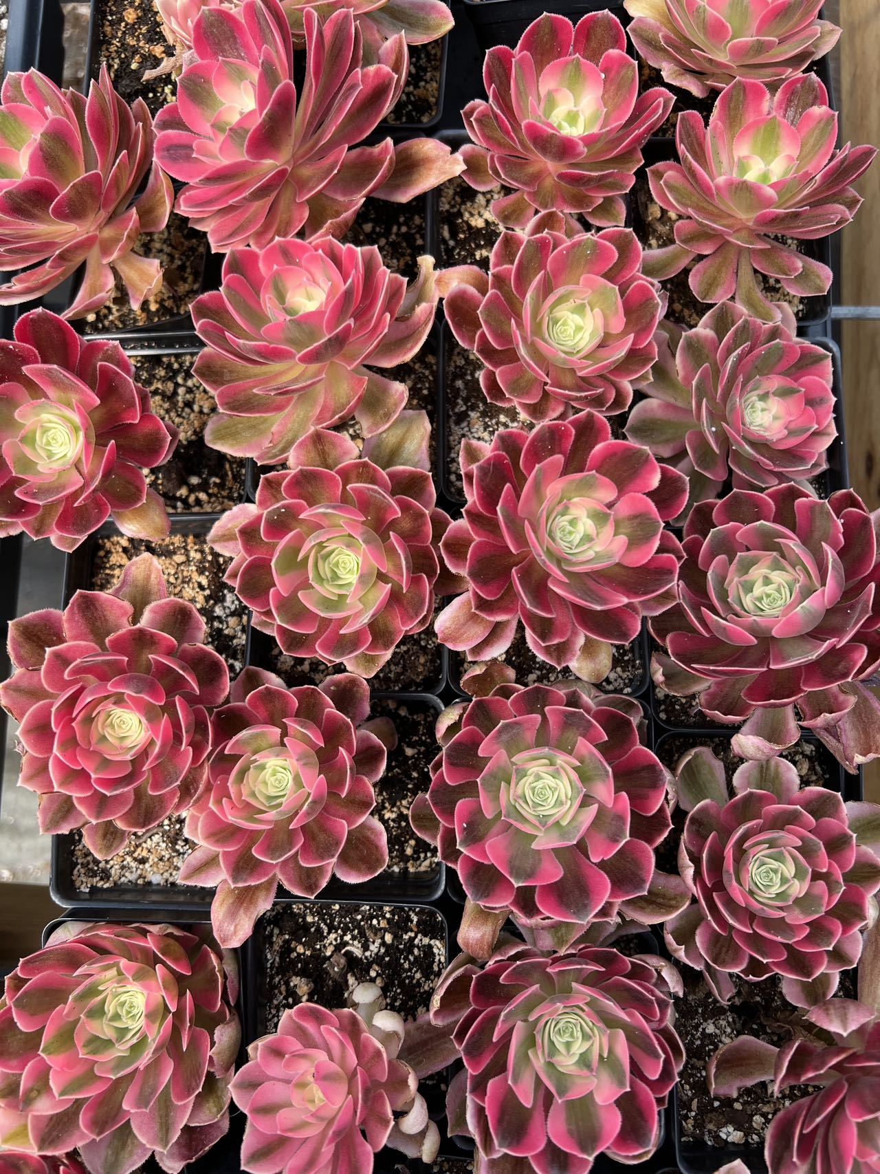 Rare Succulent - Aeonium Pink Witch | MakerPlace by Michaels