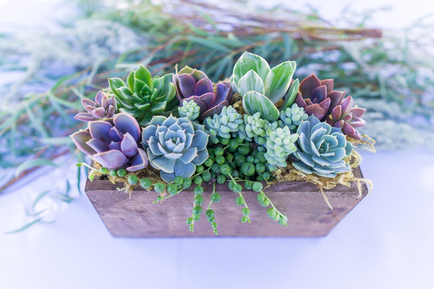 Wind and Sea Live Succulent Garden - Succulent Arrangement in Wooden Planter