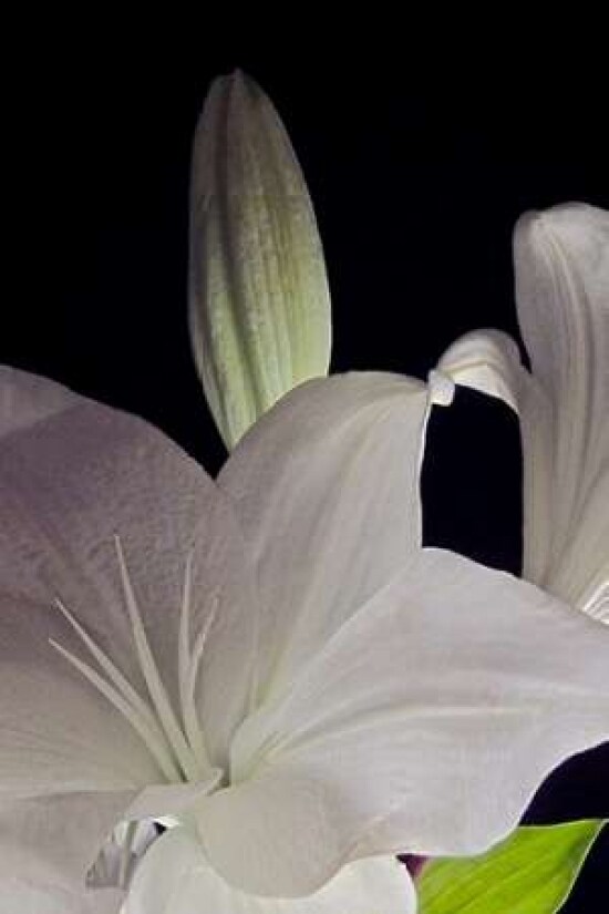 White Lilies IV Poster Print by Monika Burkhart - Item # VARPDXPSBHT247