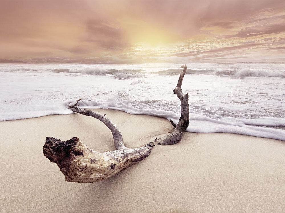 Driftwood on beach Poster Print by Braun Studio Braun Studio # GC390