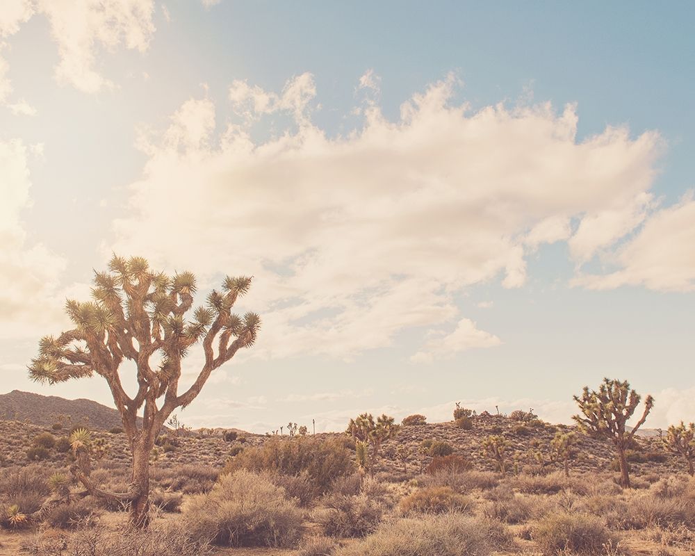 Sunshine and Joshua Trees Poster Print by Myan Soffia - Item # VARPDXS1737D