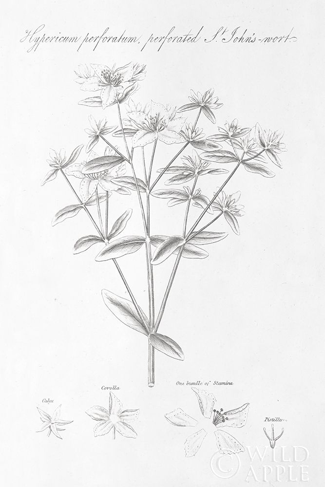 Botany Book X Poster Print by Wild Apple Portfolio - Item # VARPDX38335