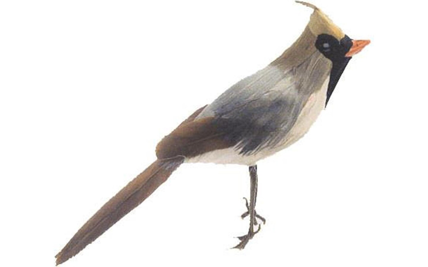 AD Fthr Cardinal Female 6&#x22; 1pc