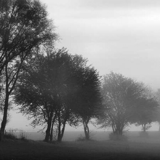 Fog Through the Trees I Poster Print by Denise Romita - Item # VARPDXRB9981DR