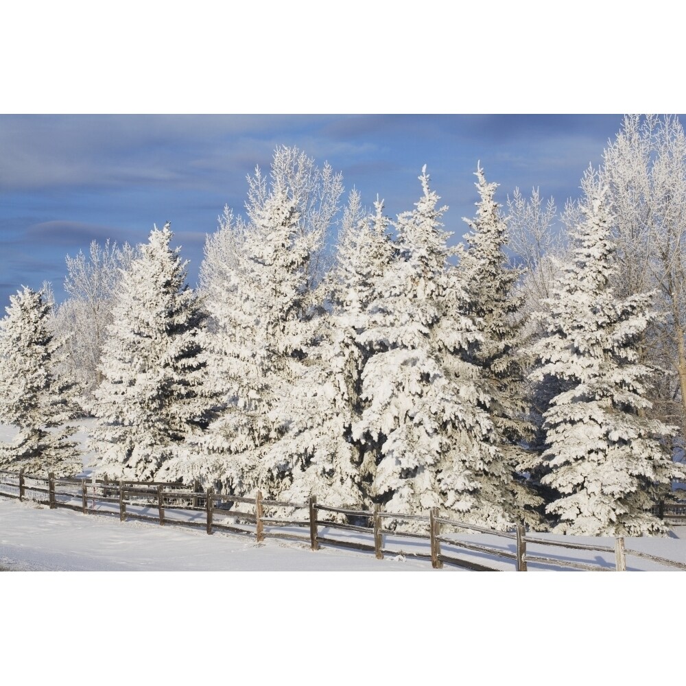 Calgary Alberta Canada; Snow Covered Evergreen Trees And A Wooden Fence Poster Print