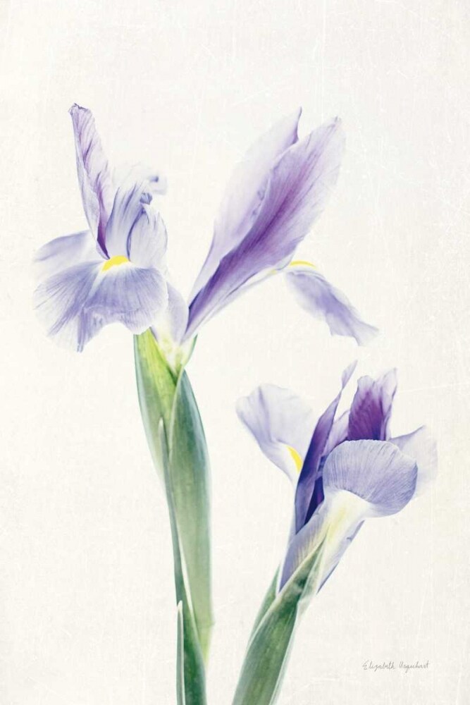 Light and Bright Floral III Poster Print by Elizabeth Urquhart - Item # VARPDX33340HR