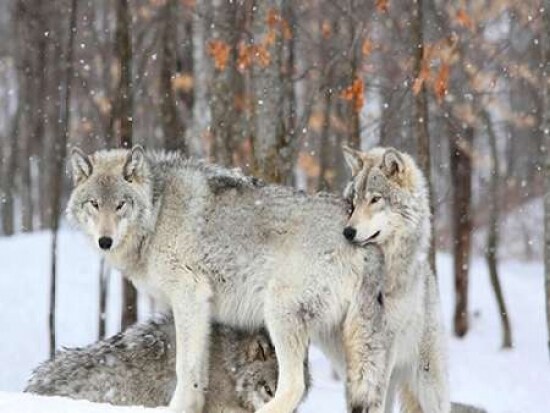Three grey wolves huddle together during a Quebec snowstorm Poster Print by Anonymous - Item # VARPDX3AP3675