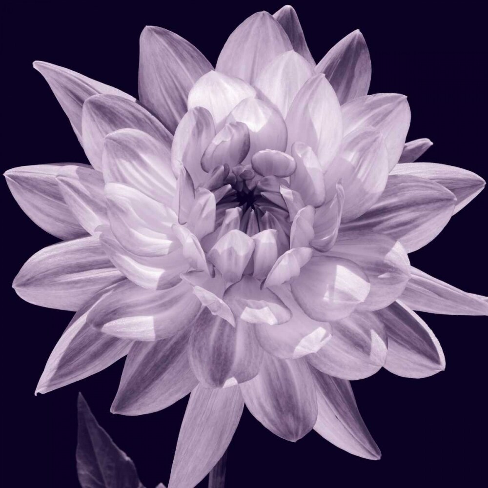 White Dahlia I Poster Print by Caroline Kelly # CKL5018