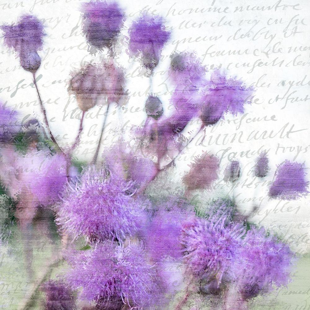 Purple Thistle 1 Poster Print by Allen Kimberly - Item # VARPDXKASQ1190A