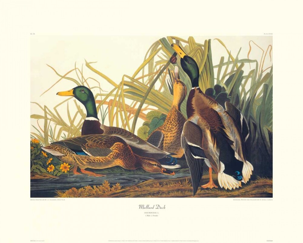 Mallard Duck Poster Print by John James Audubon - Item # VARPDX132709