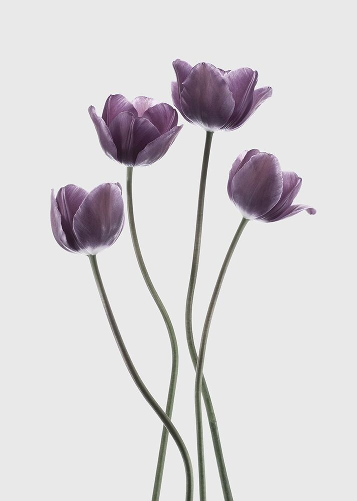 Tulips Purple Poster Print by Design Fabrikken Design Fabrikken - Item # VARPDXMF9691109