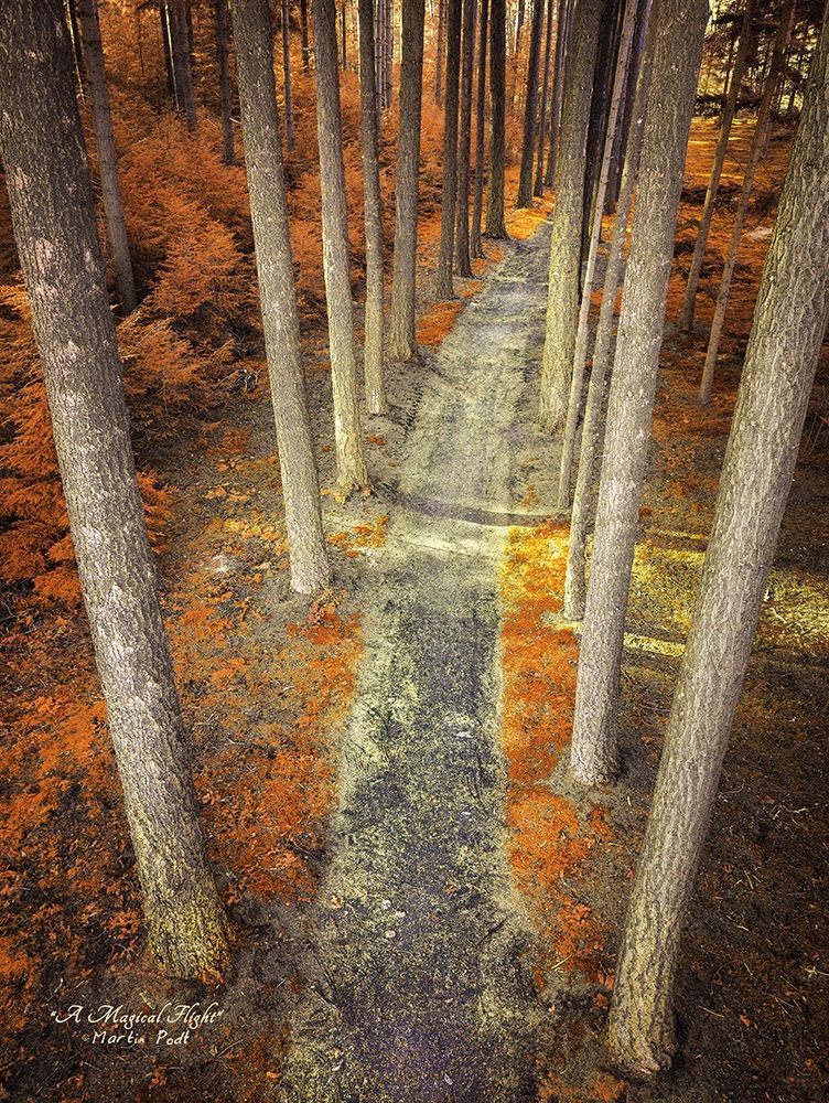 A Magical Flight Poster Print by Martin Podt - Item # VARPDXMPP294