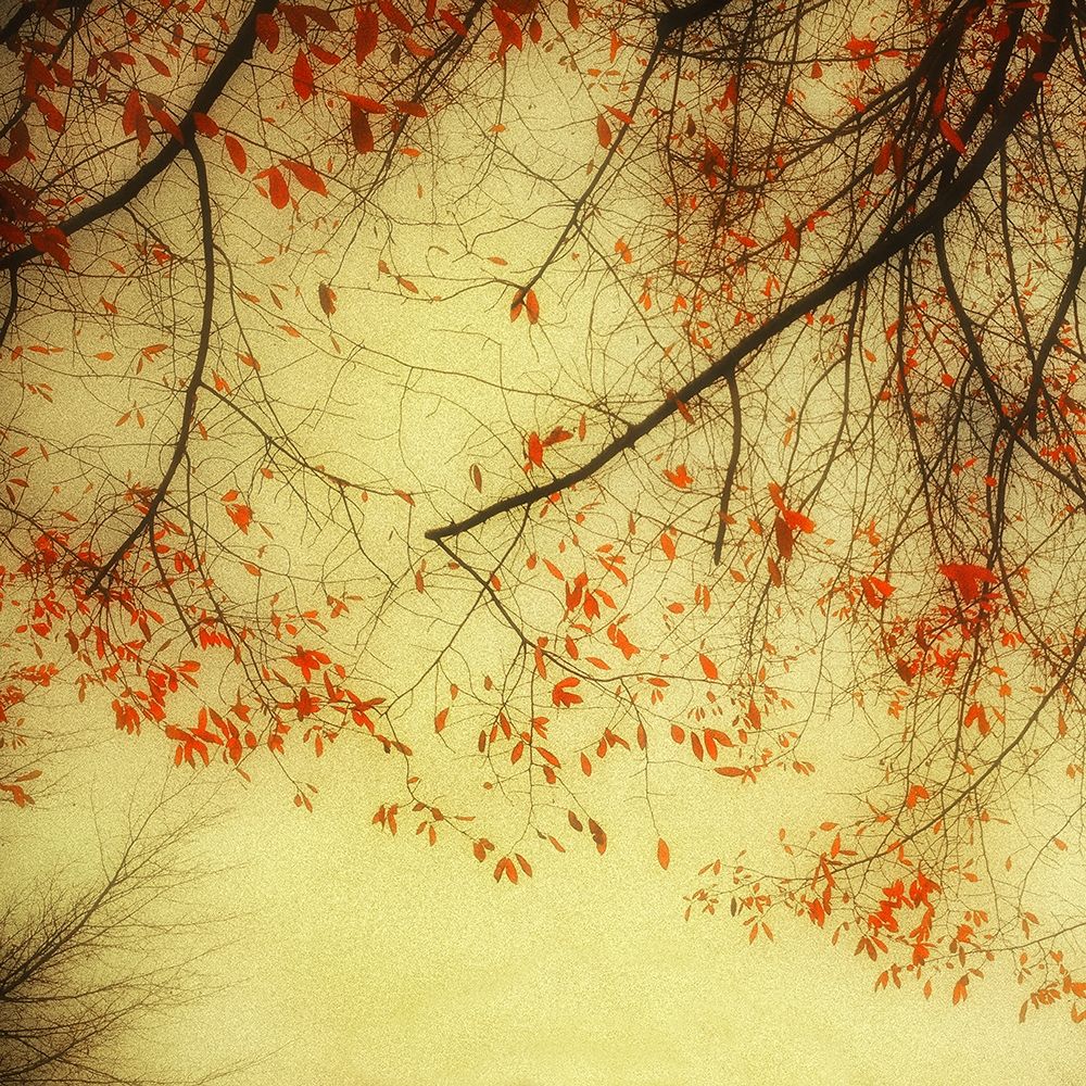 Autumn Red and Gold 2 Poster Print by Dianne Poinski - Item # VARPDXQPDSQ5002